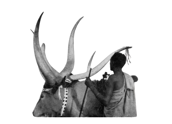 Inyambo — royal cattle